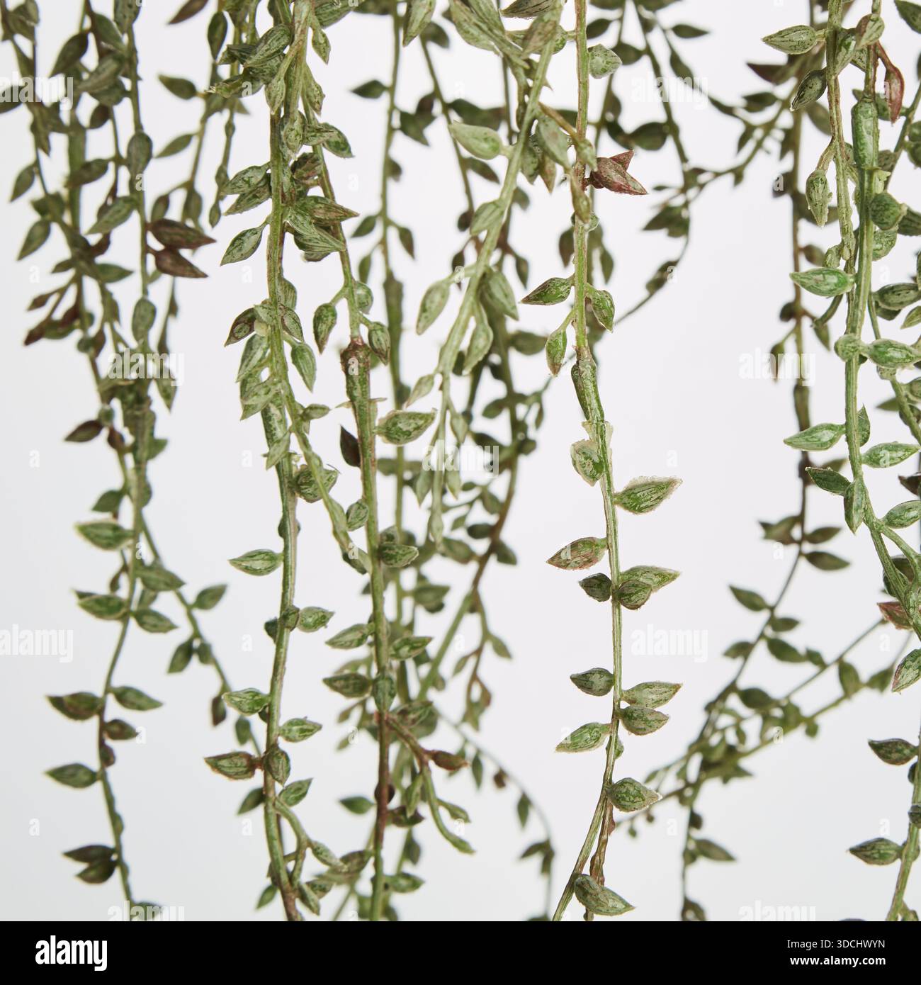 De longs rideaux d'arbre pendent, les feuilles sont petites et rouillées arrière-plan de la nature isolée avec chemin de coupe Banque D'Images