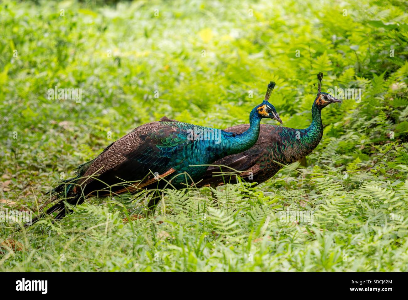 Perle verte - Pavo muticus, portrait de beau grand oiseau de sol des buissons et des bois de l'Asie du Sud-est, Vietnam. Banque D'Images