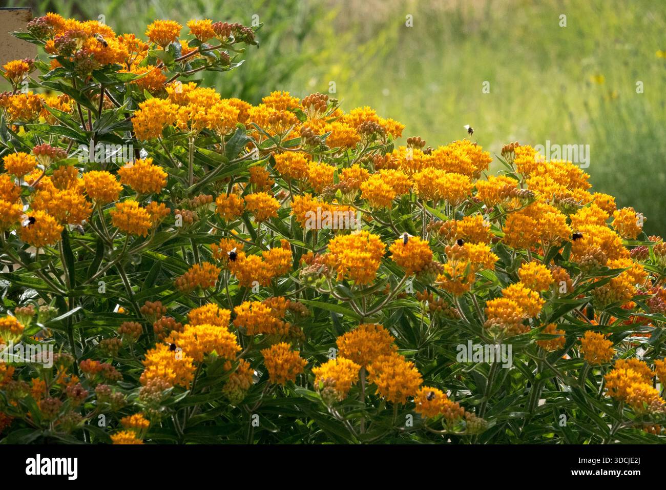 Asclépiade aux papillons, racine de pleurésie orange, pinceau indien, plante indigène américaine, Asclepias tuberosa, amical pour les insectes Banque D'Images