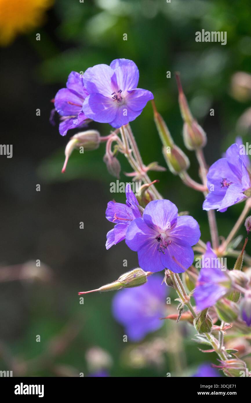 Fleurs violettes de Géranium 'Rozanne' florissantes avec des centres pâles sur un fond flou. Banque D'Images