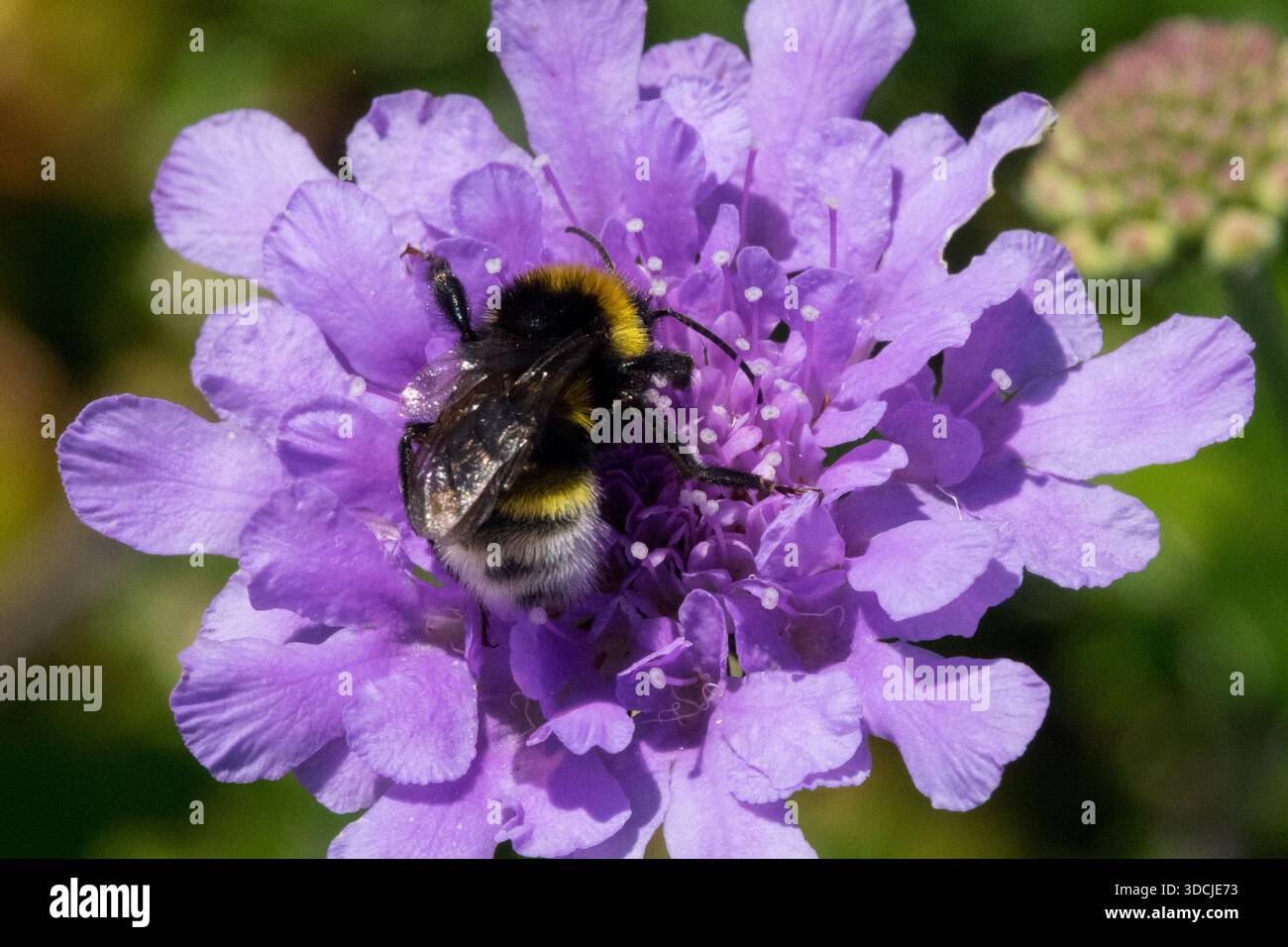 Bourdon primitif (Bombus pratorum) recueillant le pollen d'une fleur en coussinet violet (Scabiosa columbaria). Banque D'Images
