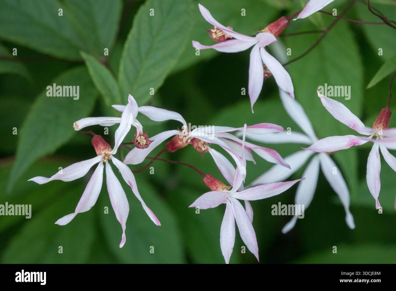 Fleurs de Gillenia trifoliata 'Pink profusion' Banque D'Images