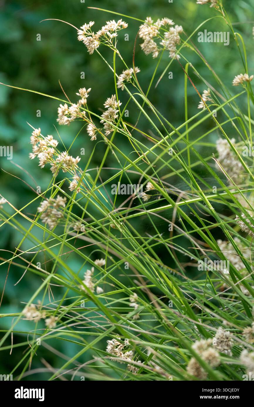 Luzula nivea Blooming Snowy Wood Rush Banque D'Images