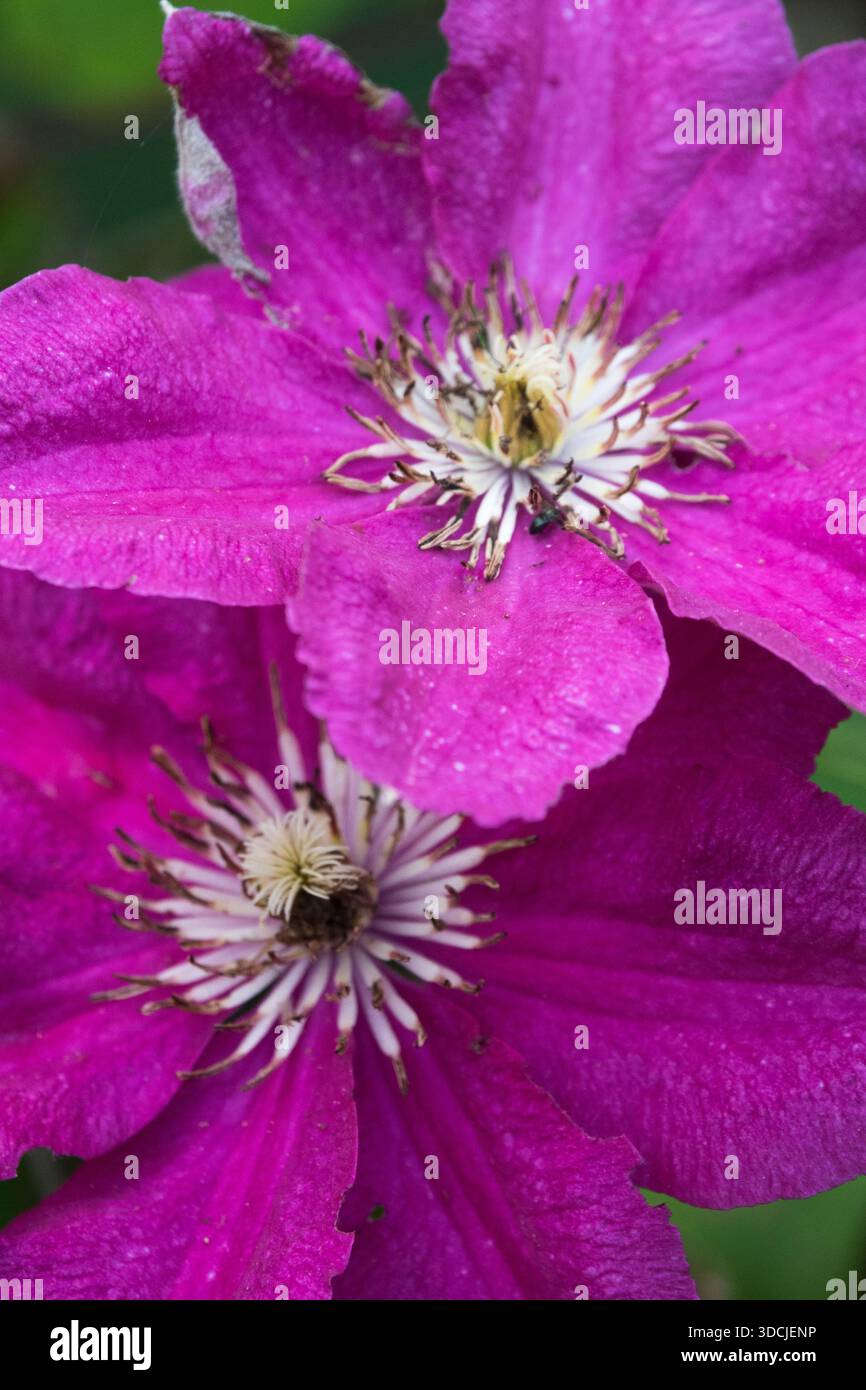 Deux fleurs violettes Clematis 'Ernest Markham' dans un jardin extérieur Banque D'Images
