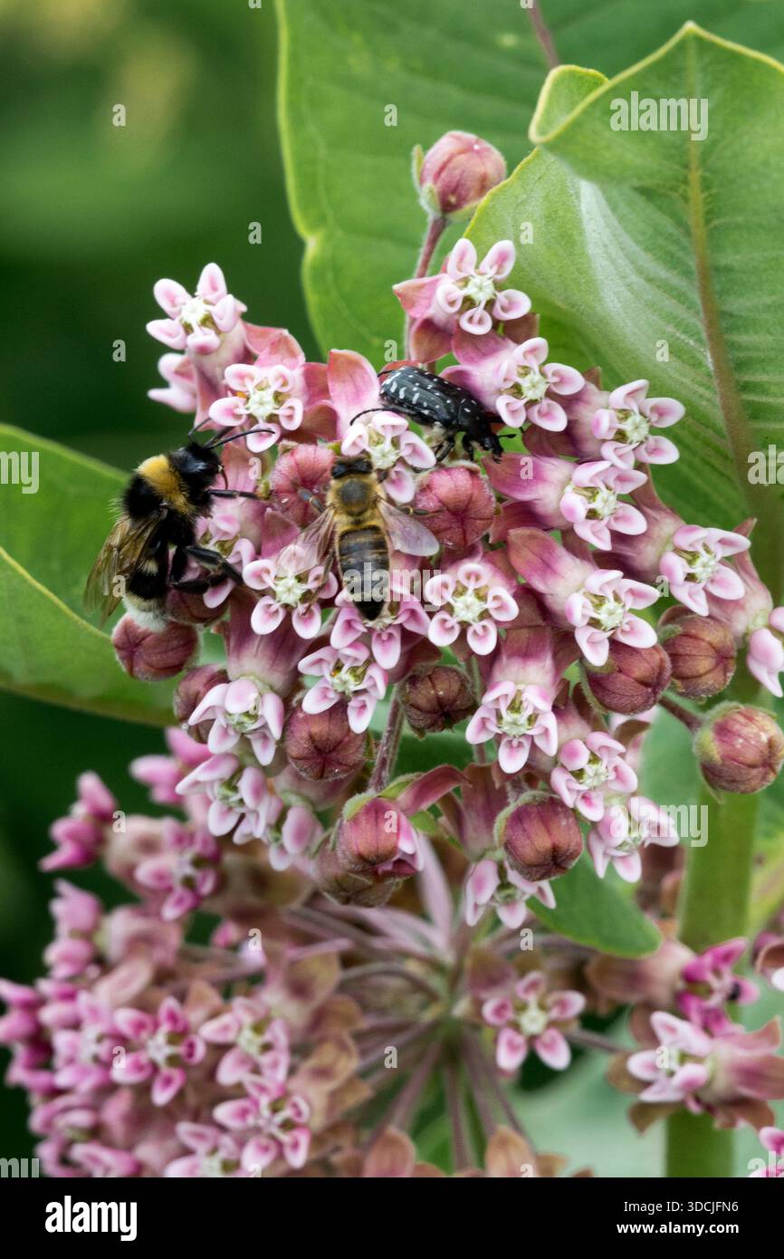 Une abeille à miel et un bourdon recueillant le nectar sur les fleurs roses d'une asclépias syrienne commune. Banque D'Images