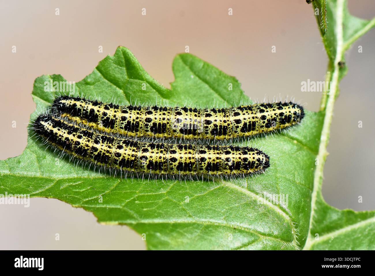 Macro de deux grosses larves de papillons blancs (Pieris brassicae) avec des corps tachetés jaunes et noirs se nourrissant sur une feuille verte dans un jardin. Banque D'Images