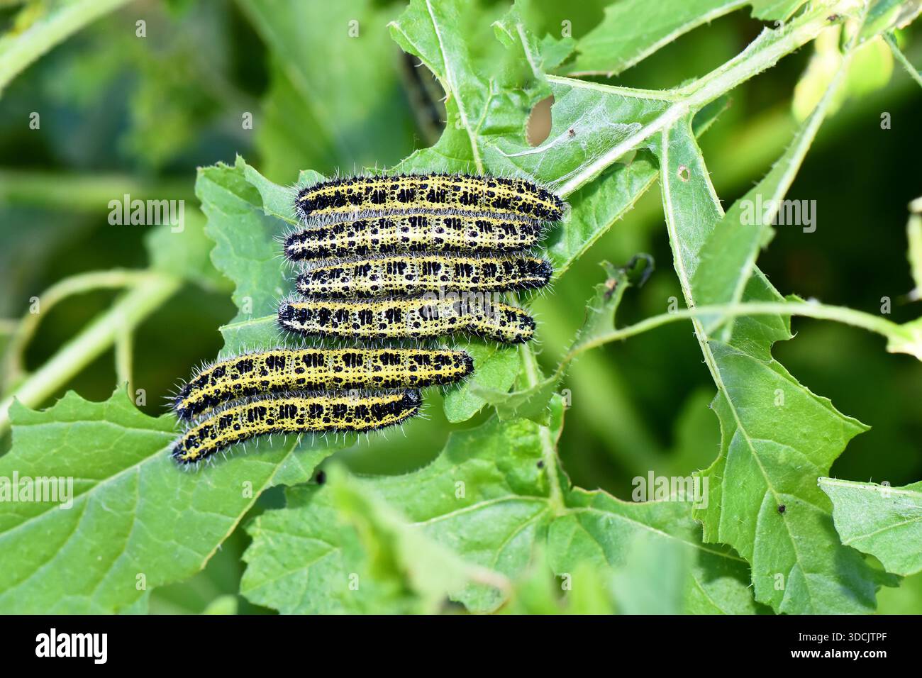Macro d'un groupe de grandes chenilles de papillon blanc (Pieris brassicae) se nourrissant grégairement sur une feuille verte dans un jardin ensoleillé. Banque D'Images