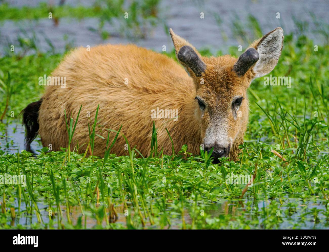 Cerf de cerf de marais Blastocerus dichotomus avec bois en bourgeonnement se nourrissant de plantes aquatiques dans le parc national Ibera Wetlands Argentine Amérique du Sud Banque D'Images