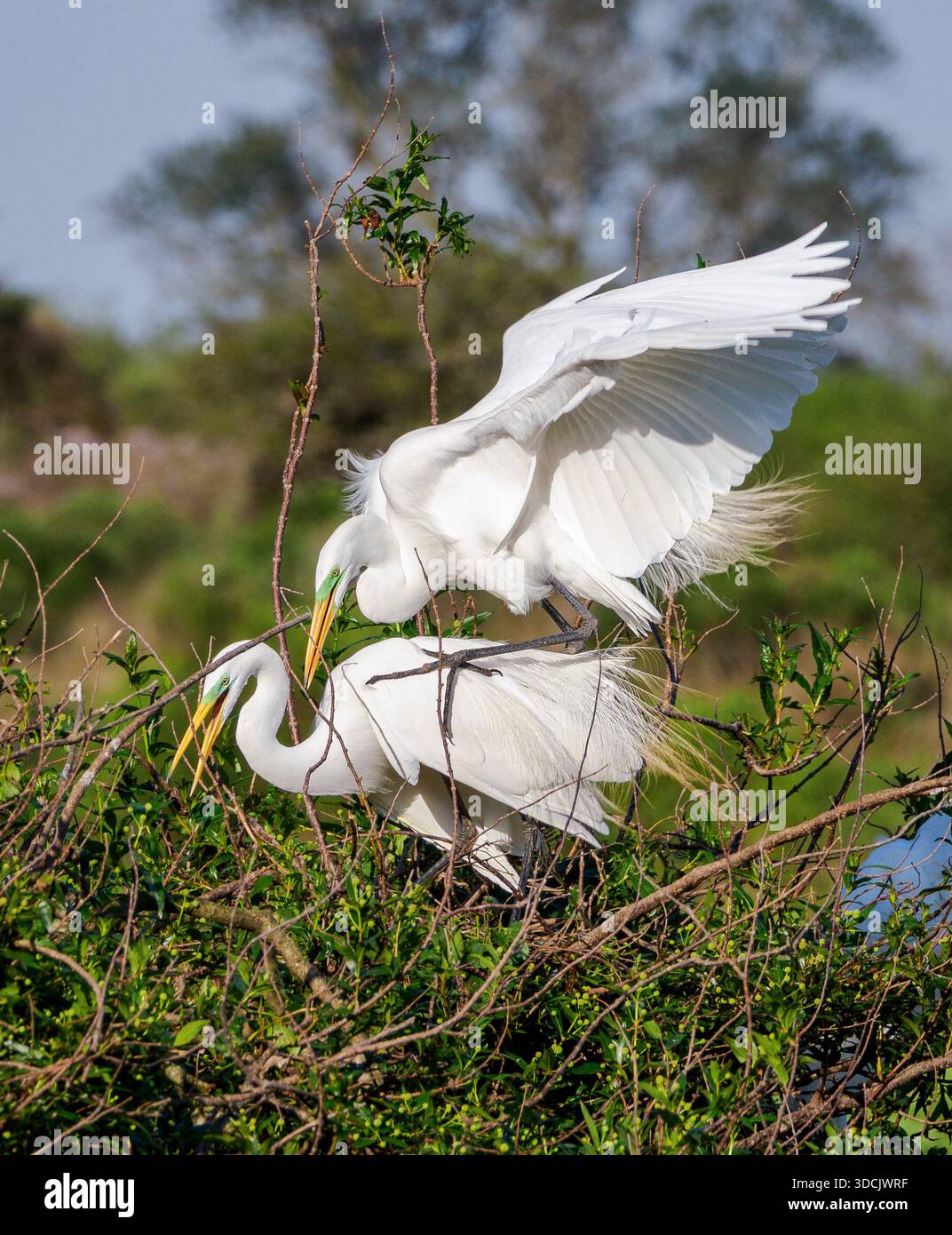 Grande aigrette Ardea alba en plumage de reproduction complète dans le parc national Ibera Wetlands du nord de l'Argentine Banque D'Images