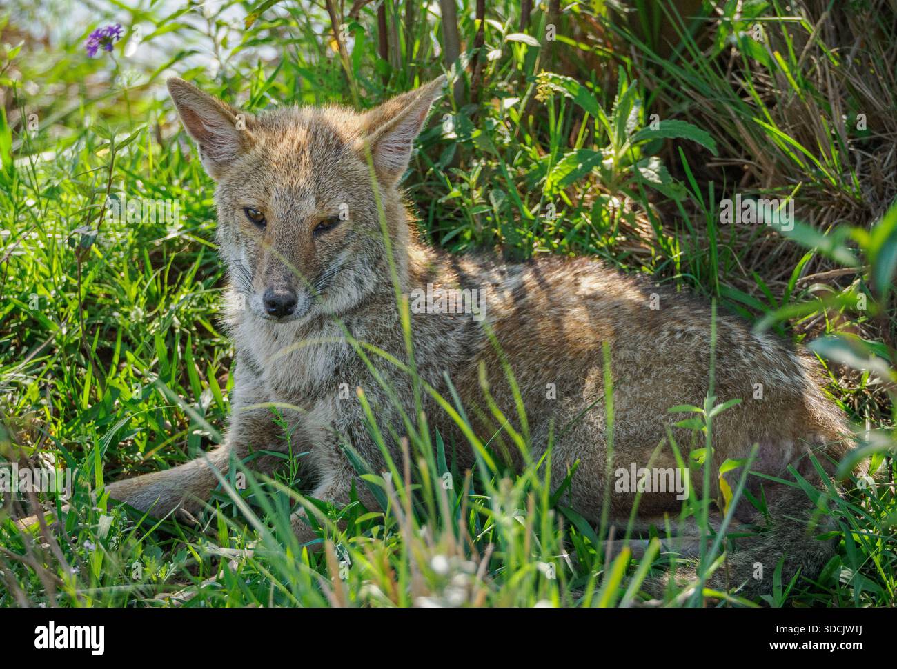 Renard gris sud-américain ou renard patagonien Lycalopex griseus reposant sous un buisson pendant la journée - Ibera Wetlands Banque D'Images