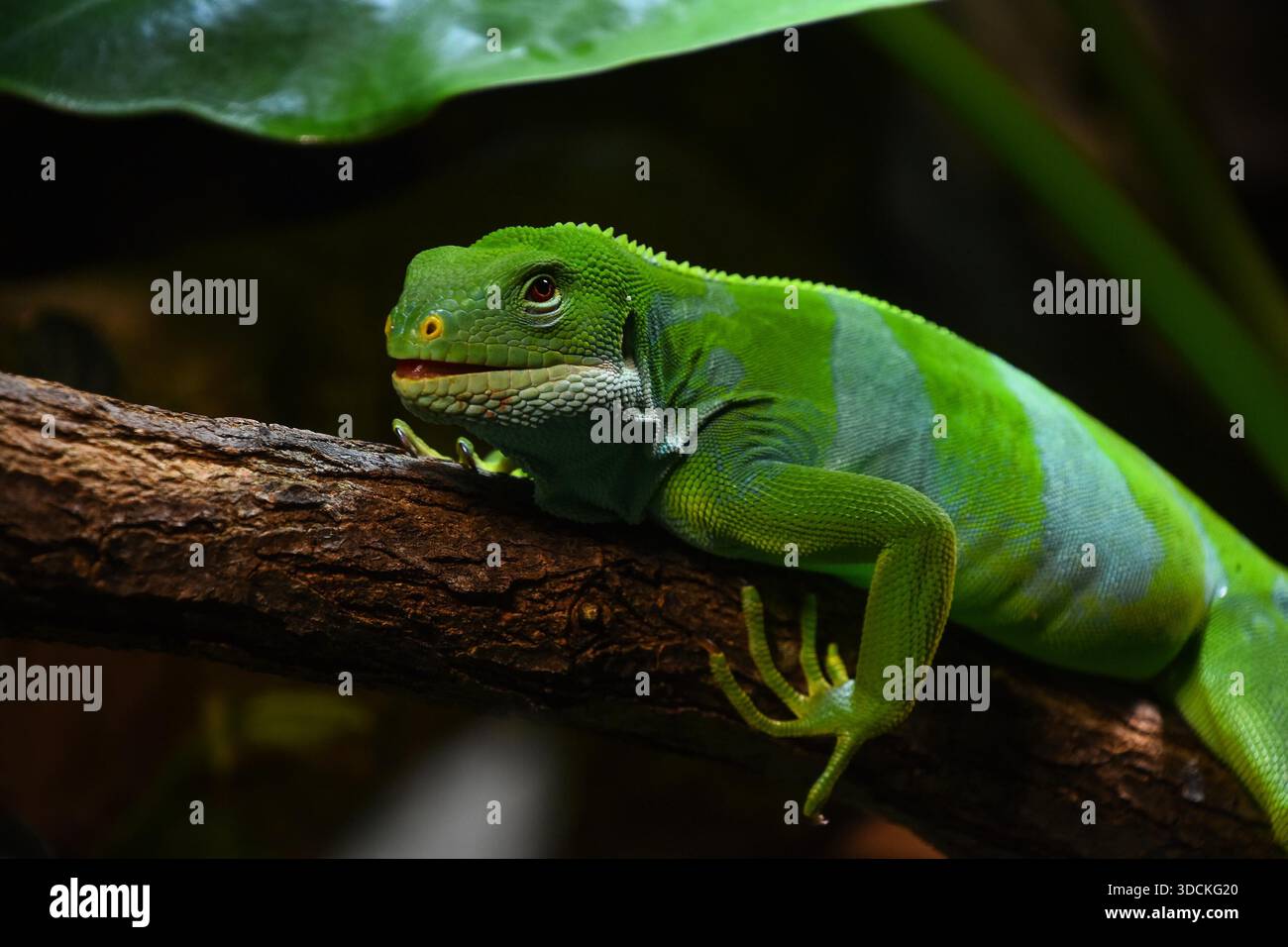 Portrait en gros plan de la femelle de Brachylophus bulabula lizard ou de l'iguane à bandes de Fidji sur la branche d'arbre, angle bas, vue latérale Banque D'Images