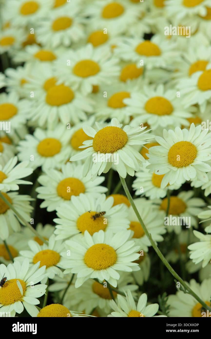 Anthemis. La camomille de Dyer. Anthemis tinctoria 'E. C. Buxton'', une marguerite dorée aux fleurs ressemblant à des marguerites, attirante pour les pollinisateurs Banque D'Images