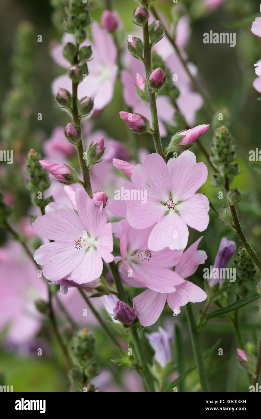 Sidalcea 'My Love' une mauve des Prairies portant des grappes de tiges verticales de mauve rose comme des fleurs, souvent utilisées dans les jardins de chalets. Banque D'Images