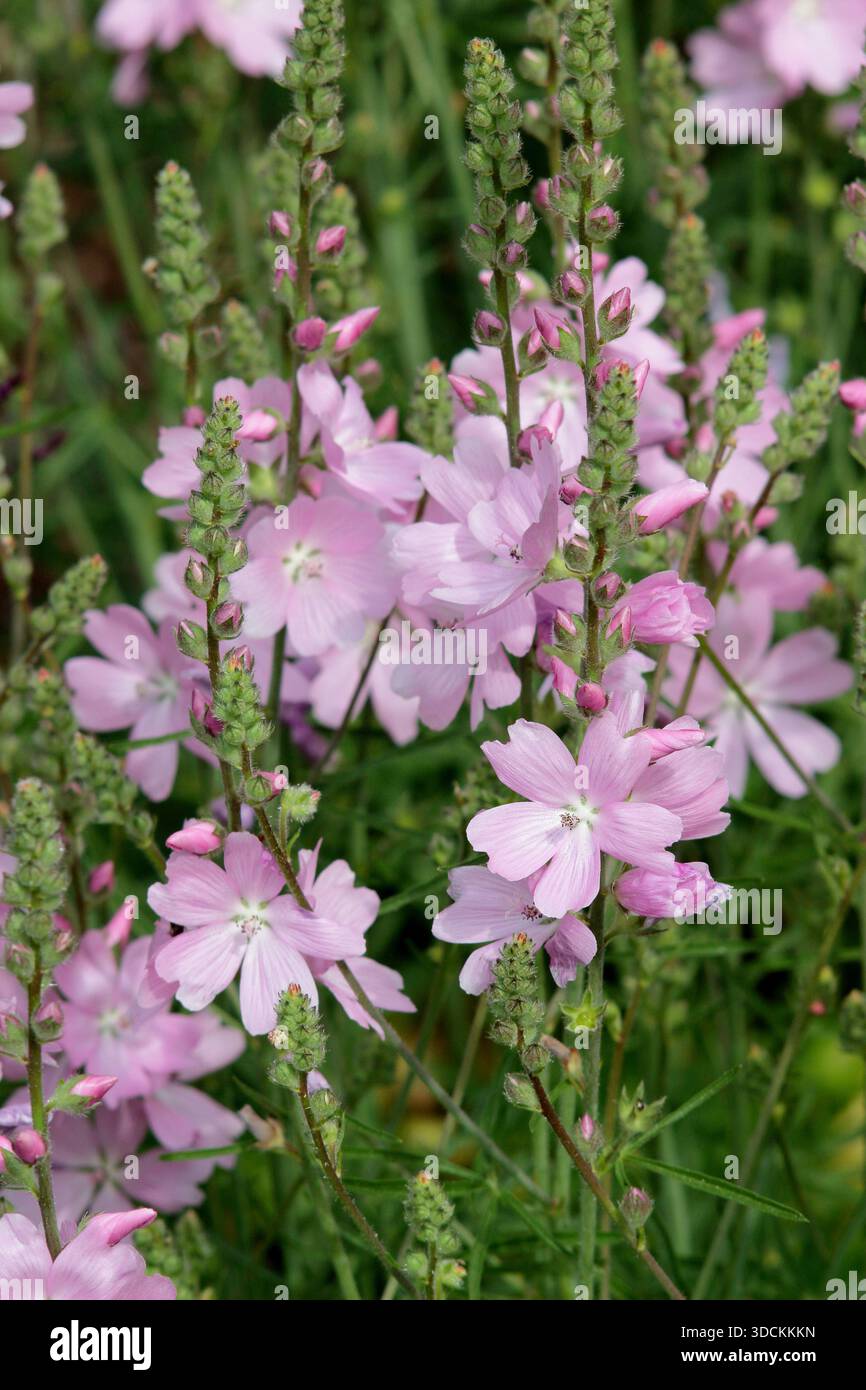 Sidalcea 'My Love' une mauve des Prairies portant des grappes de tiges verticales de mauve rose comme des fleurs, souvent utilisées dans les jardins de chalets. Banque D'Images