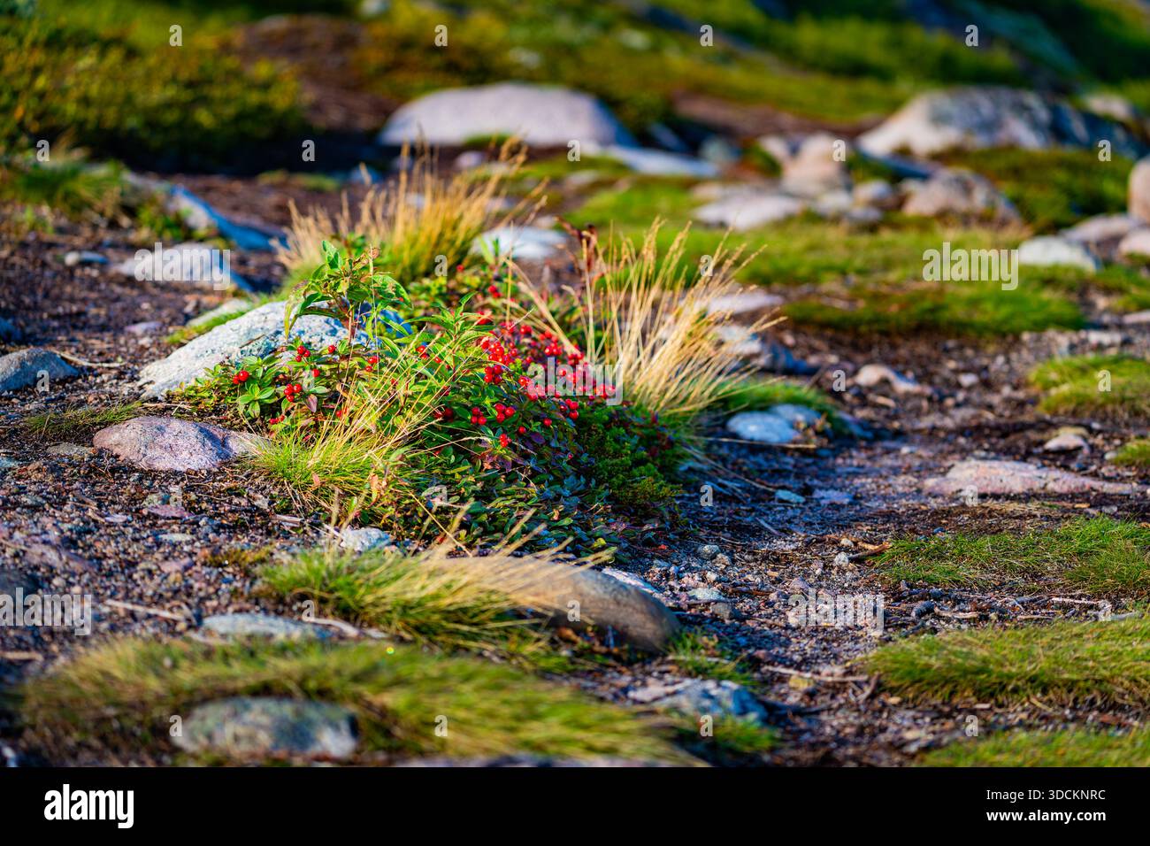 Un paysage avec la cerise de cornaline suédoise (Cornus suecica) poussant sur un terrain rocheux le long de la côte de la mer de Barents sur la péninsule de Kola. Banque D'Images