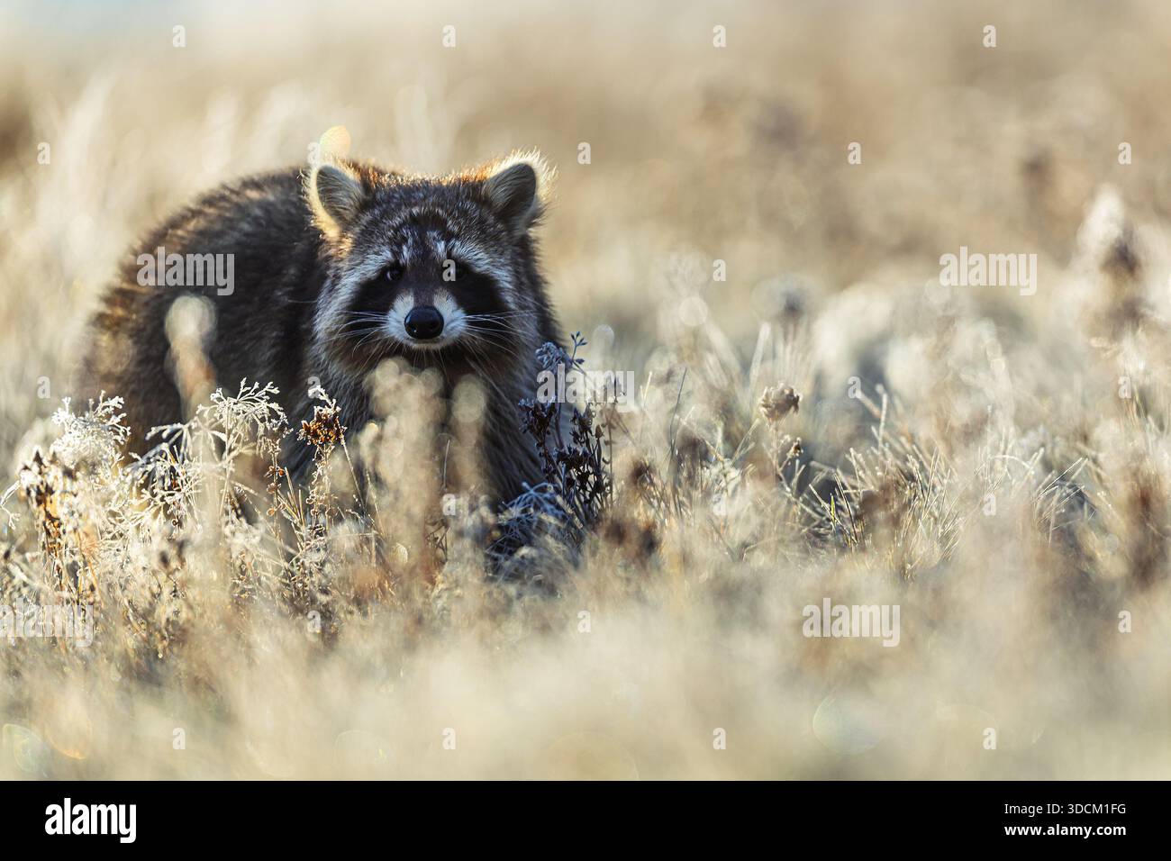 Un raton laveur (Procyon lotor) regarde la caméra depuis l'herbe givrée du pré, éclairée par un doux contre-jour matinal et un bokeh crémeux. Banque D'Images