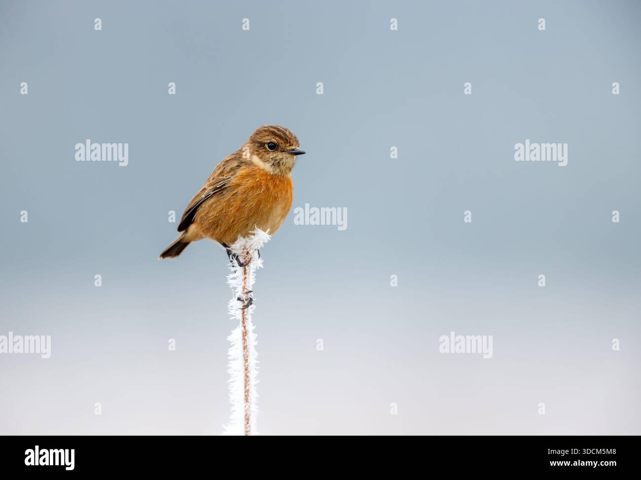 Une petite femelle brune de Stonechat européenne (Saxicola rubicola) perche sur une branche couverte de gel sur un fond hivernal doux, bleu et gris, U. Banque D'Images