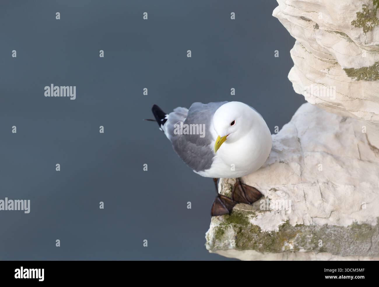 Une mouette Kittiwake à pattes noires (Rissa tridactyla) avec un plumage blanc pur et des pattes noires se perche sur une falaise de craie blanche face à un BA bleu profond Banque D'Images