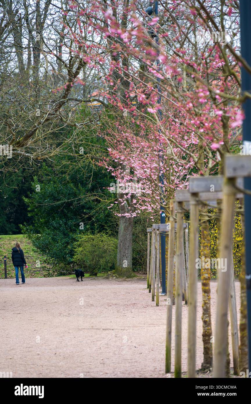 Femme promenant un chien noir le long d'un chemin de parc de gravier encadré par des arbres roses en fleurs au début du printemps Banque D'Images