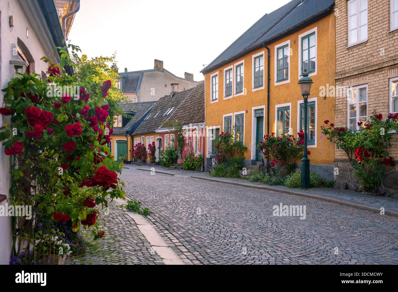 Maisons de ville colorées bordées de roses en fleurs à Lund en Suède Banque D'Images