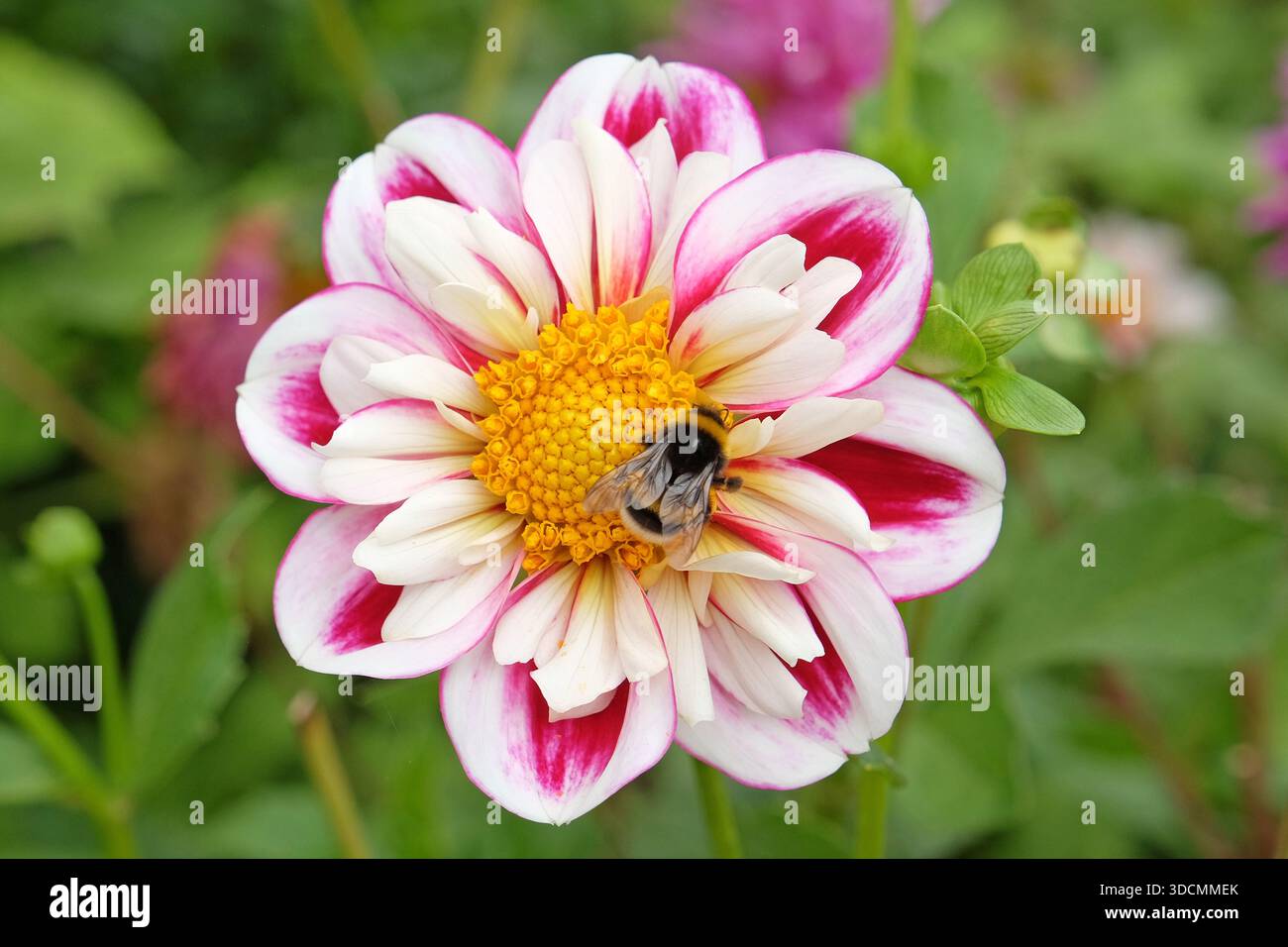 Un bourdon est assis sur le dahlia collarette rose et blanc, « Bumble Rumble » en fleur. Banque D'Images