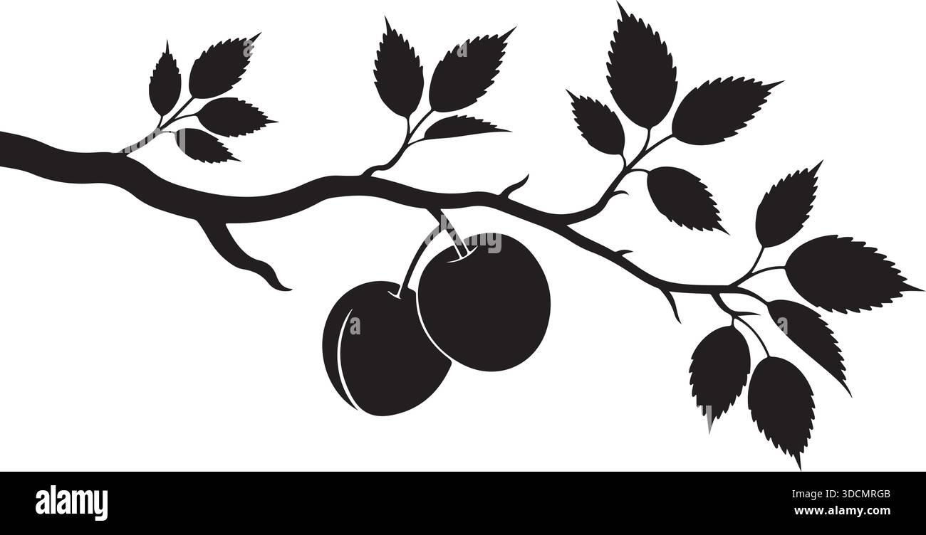 Silhouette de branche d'arbre fruitier avec des feuilles et des prunes illustration vectorielle noire Illustration de Vecteur