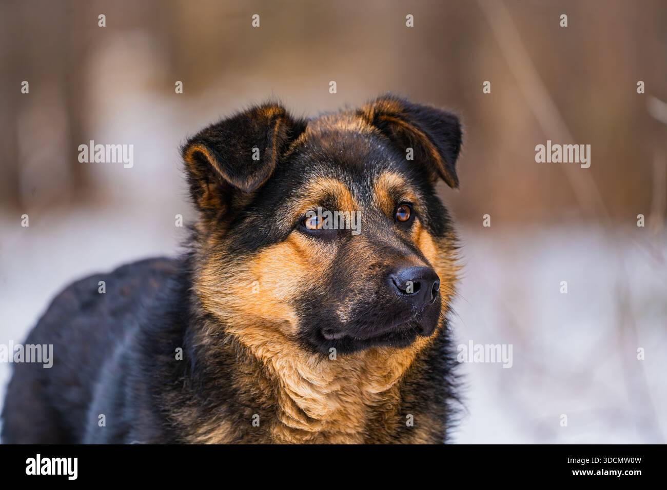 Un chien sans-abri se tient dans une forêt hivernale, sa fourrure brune et noire contrastant avec le paysage enneigé. Le regard contemplatif et la pression solitaire du chien Banque D'Images