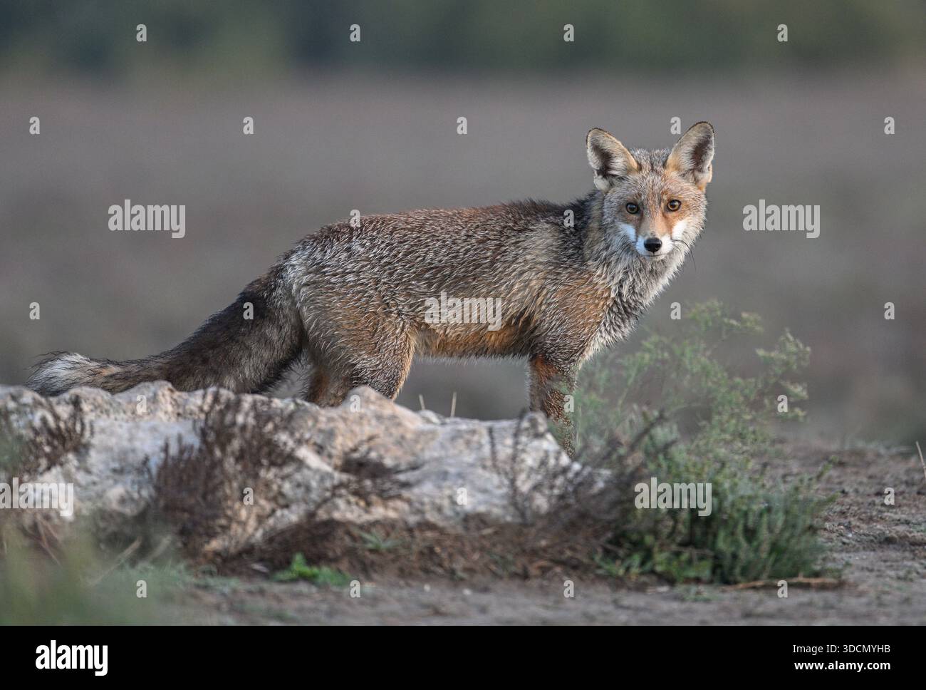Red Fox debout alerte sur un sol rocheux Banque D'Images