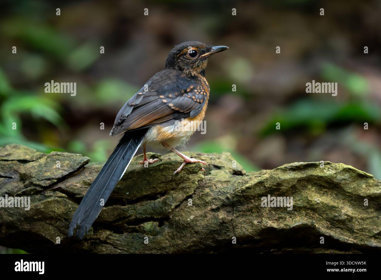 Shama à grondement blanc - Copsychus malabaricus, bel oiseau perché emblématique des forêts asiatiques, Vietnam. Banque D'Images