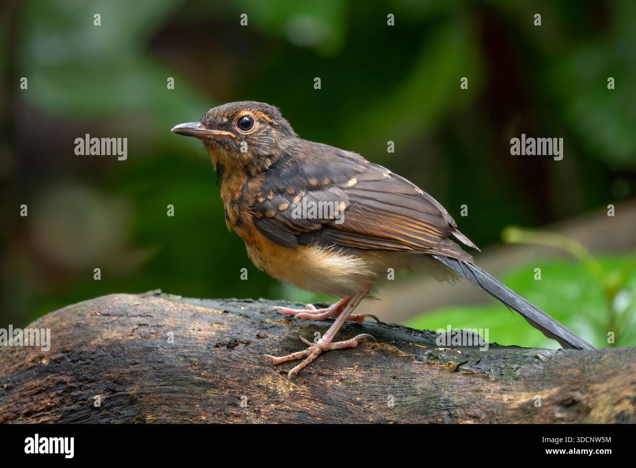 Shama à grondement blanc - Copsychus malabaricus, bel oiseau perché emblématique des forêts asiatiques, Vietnam. Banque D'Images