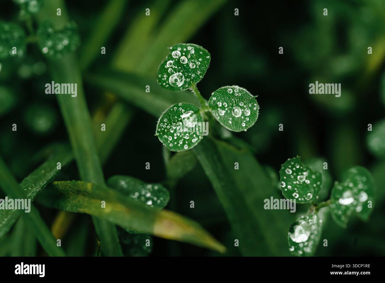 Crystal Clear Morning Dew Drops sur les feuilles de trèfle vert, Fresh nature Banque D'Images