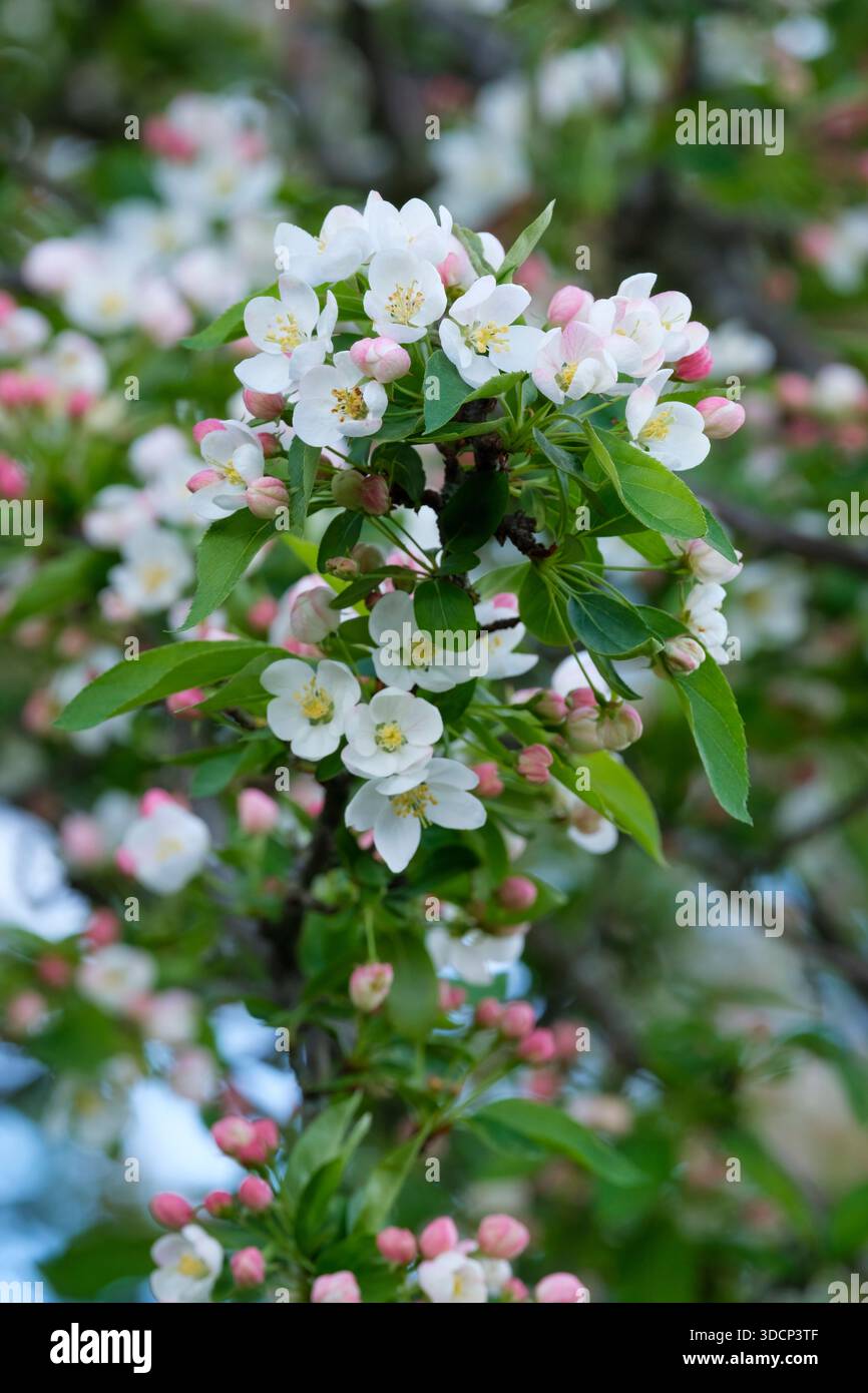 Crabère japonais, Malus floribunda, fleurs rose pâle à blanches ouvertes de bourgeons rouges, Banque D'Images