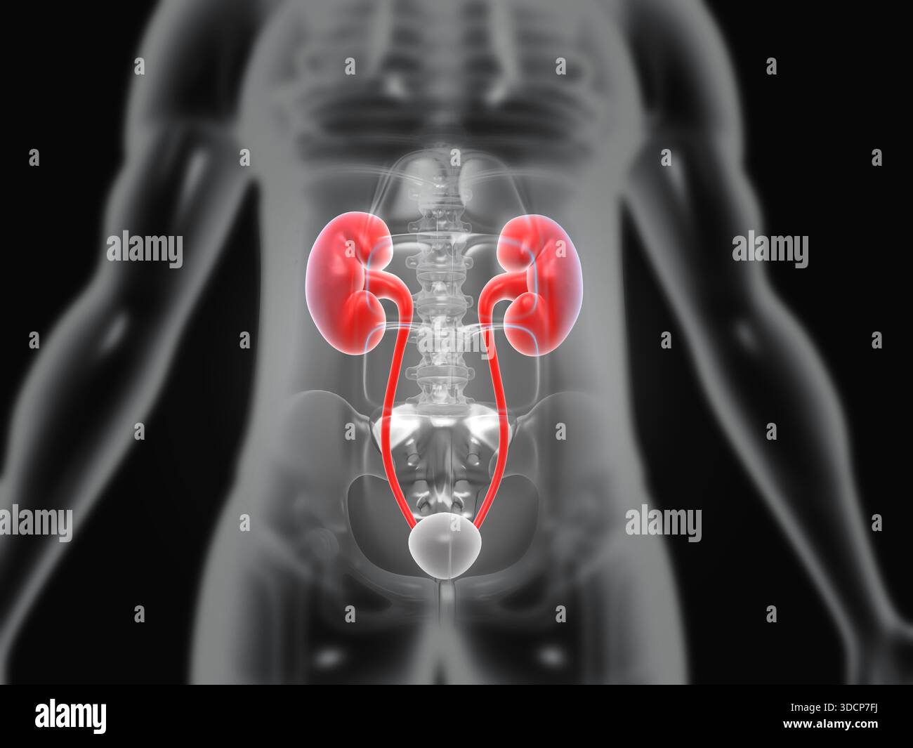 Corps humain avec anatomie rénale. illustration 3d. Banque D'Images