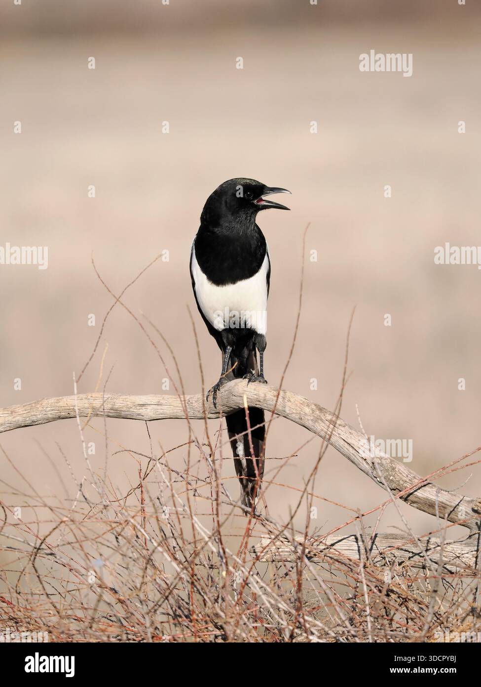 Magpie eurasienne (Pica pica) oiseau unique perché sur une branche, Espagne, février Banque D'Images