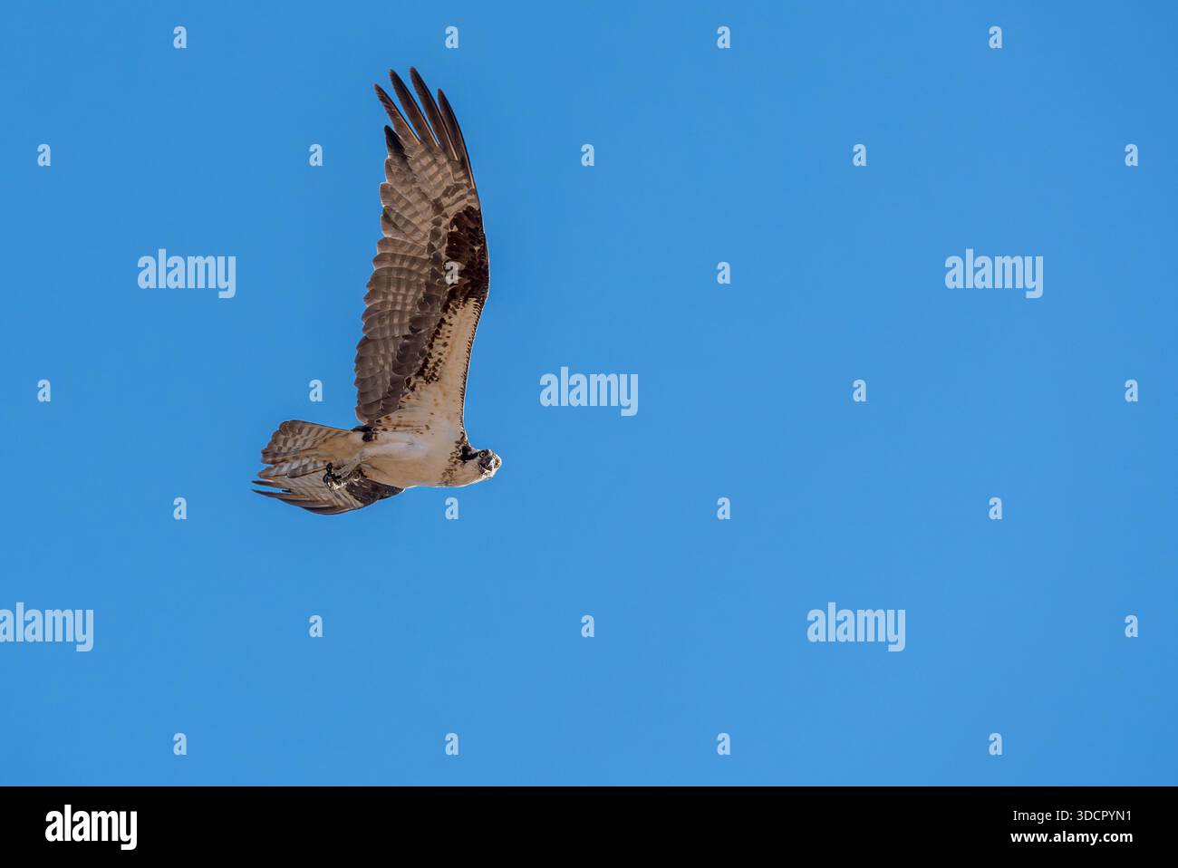 Osprey au-dessus de la rivière Clearwater, Idaho, États-Unis. Banque D'Images