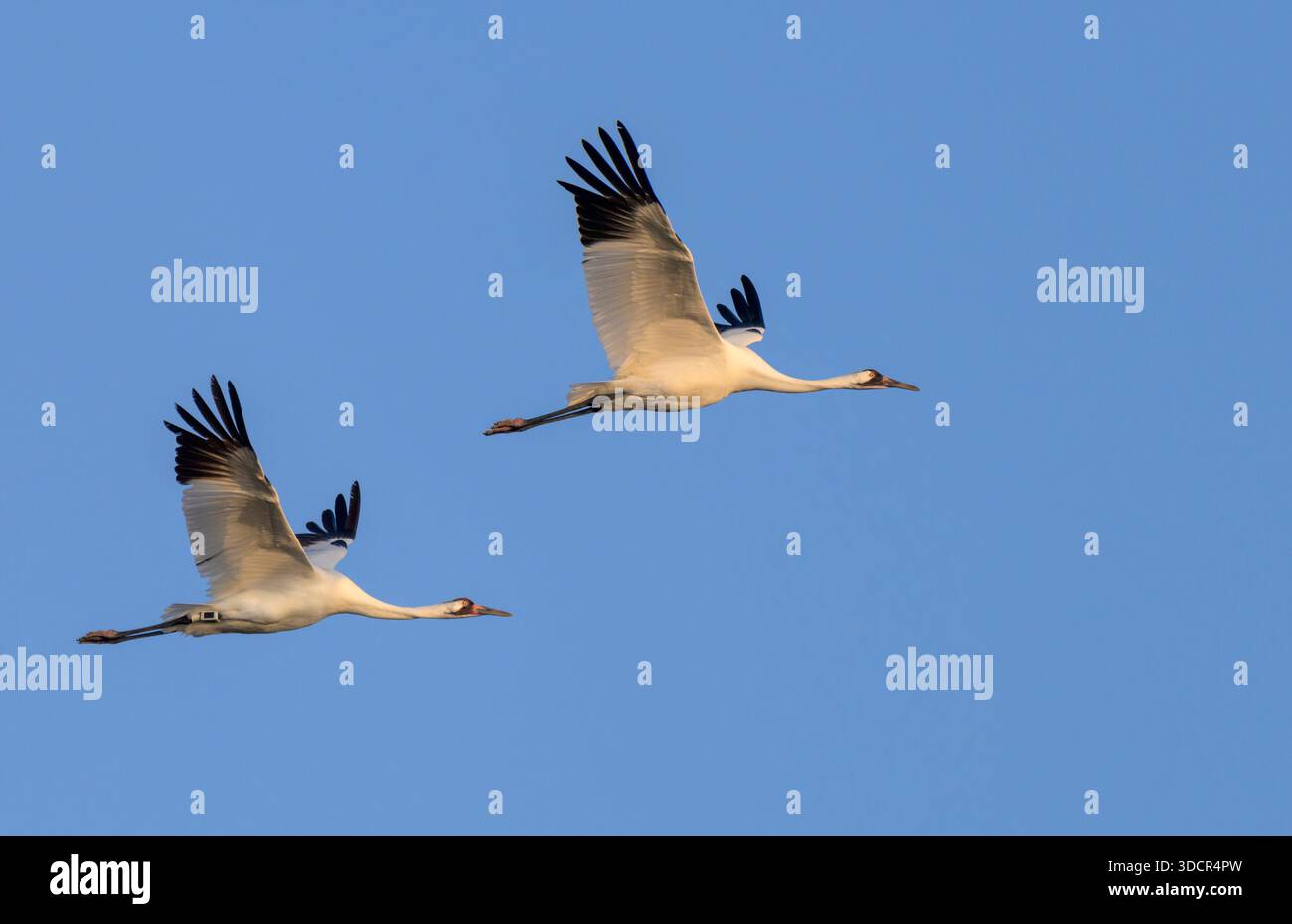 Une paire de grues blanches (Grus americana) volant dans le ciel bleu, l'une a fourni un dispositif de suivi, Goose Island State Park, comté d'Aranzas, Texas, États-Unis. Banque D'Images