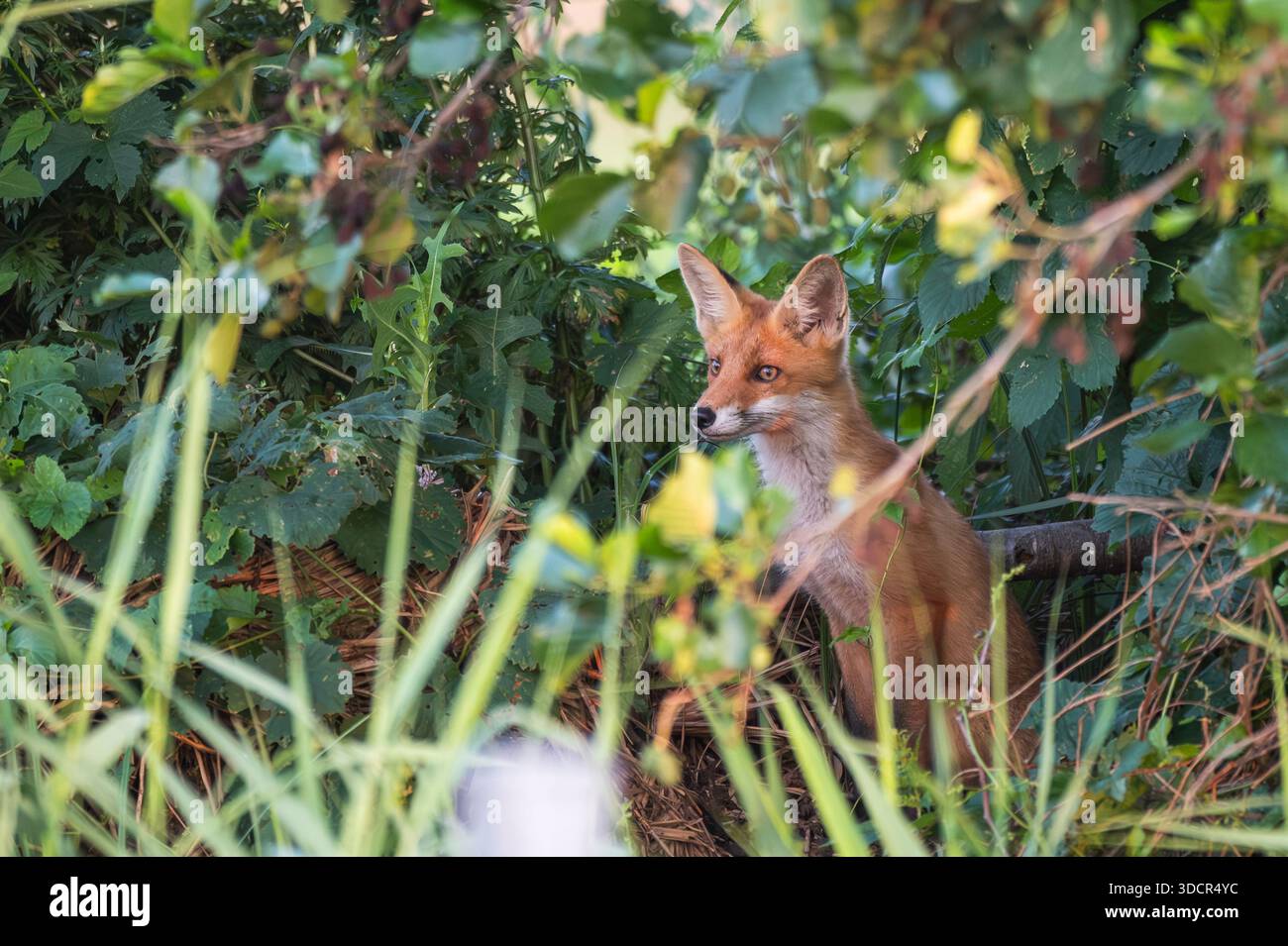 Un jeune renard est assis dans les buissons et regarde. Banque D'Images