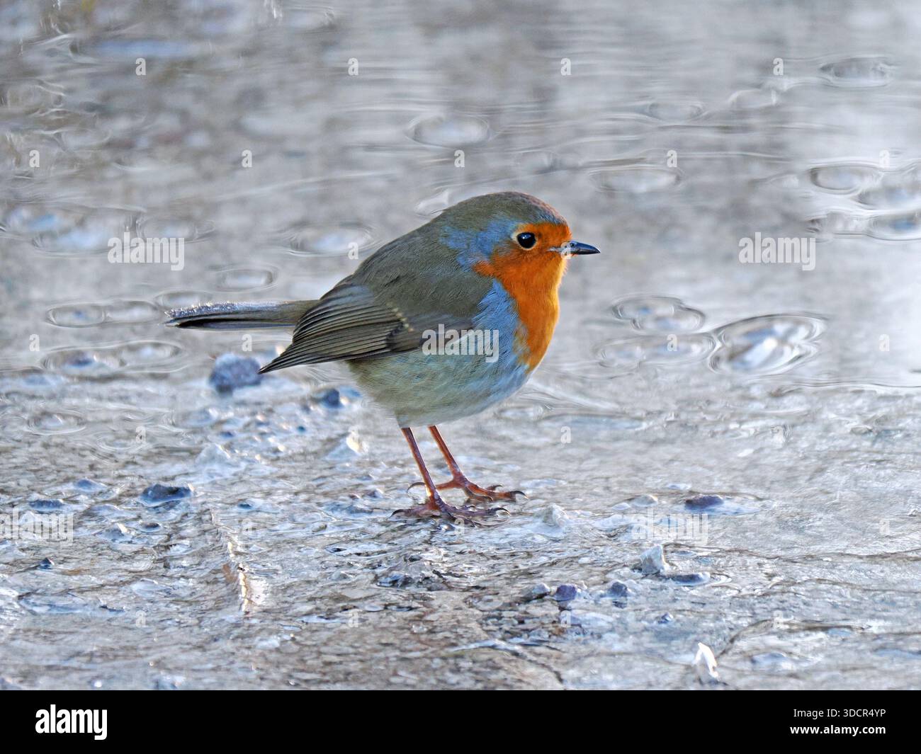 Portrait de Robin européen (Erithacus rubecula) debout sur un lac gelé en hiver dans le Lancashire, Angleterre, Royaume-Uni Banque D'Images