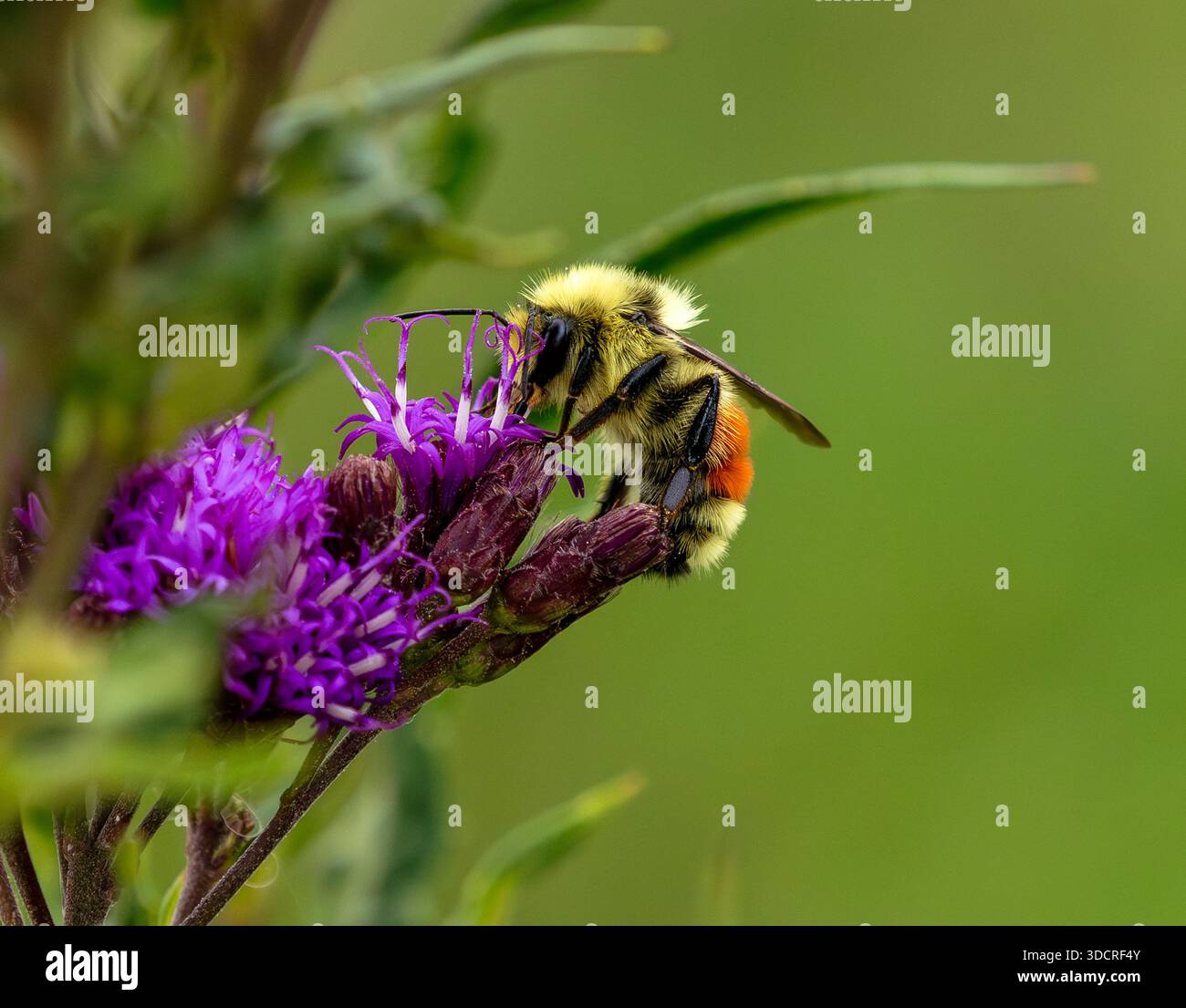 Gros plan sur un Hunt's Bumblebee se nourrissant d'une fleur de Violet Ironweed. Banque D'Images
