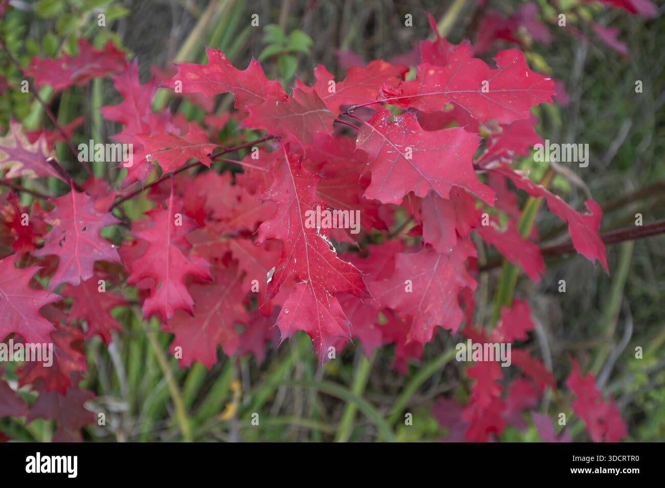 Feuilles du chêne rouge (Prunus domestica subsp. Domestica), Bavière, Allemagne Banque D'Images