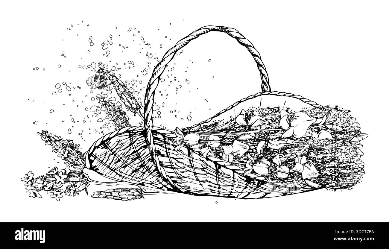 Panier de trug en osier tissé de lavande lavandula, balai espagnol spartium avec bourdon planant, éclaboussures de pois. Illustration isolée dessinée à la main Illustration de Vecteur