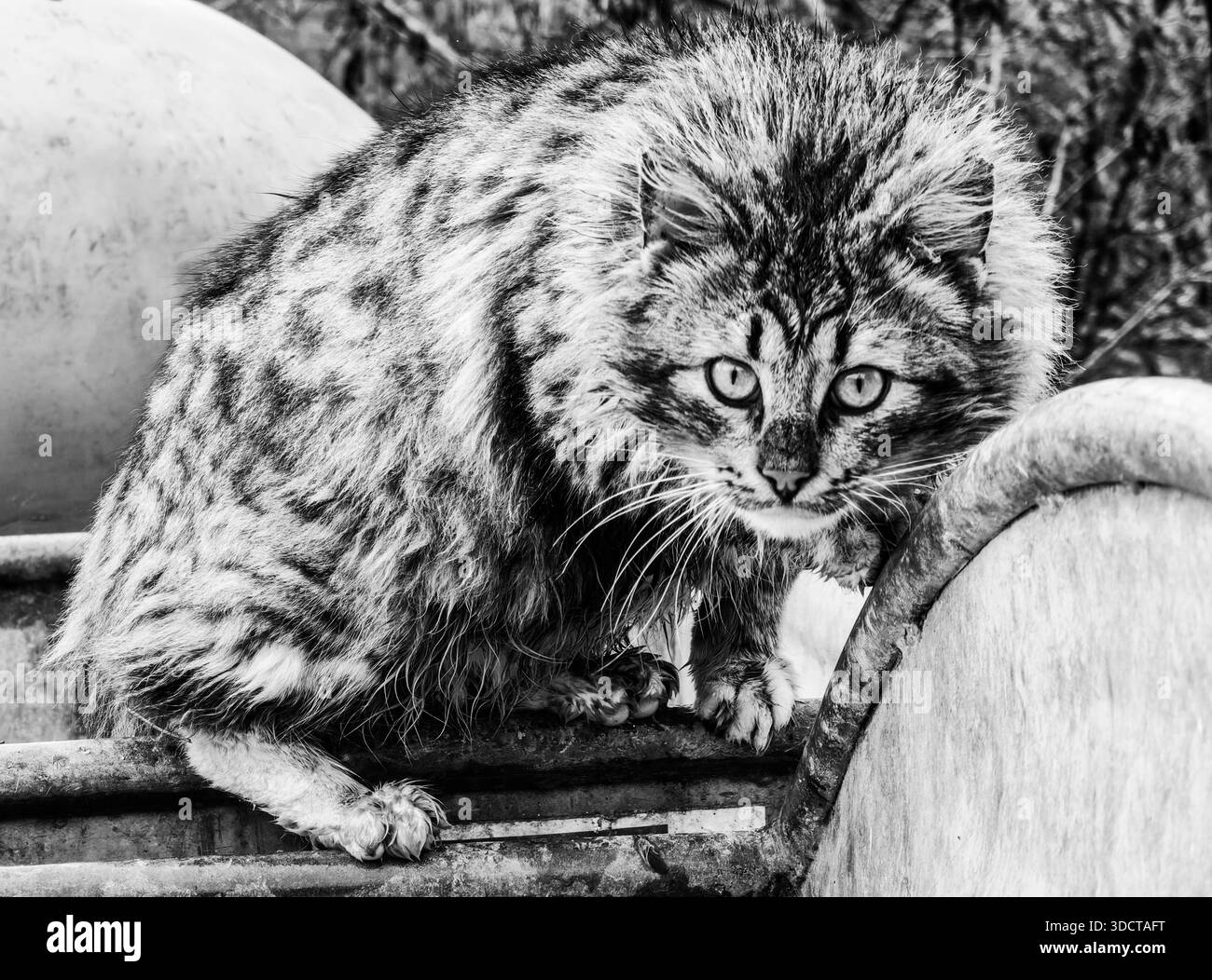 Regard curieux. Chat errant, portrait. Teintes monochromes. Banque D'Images