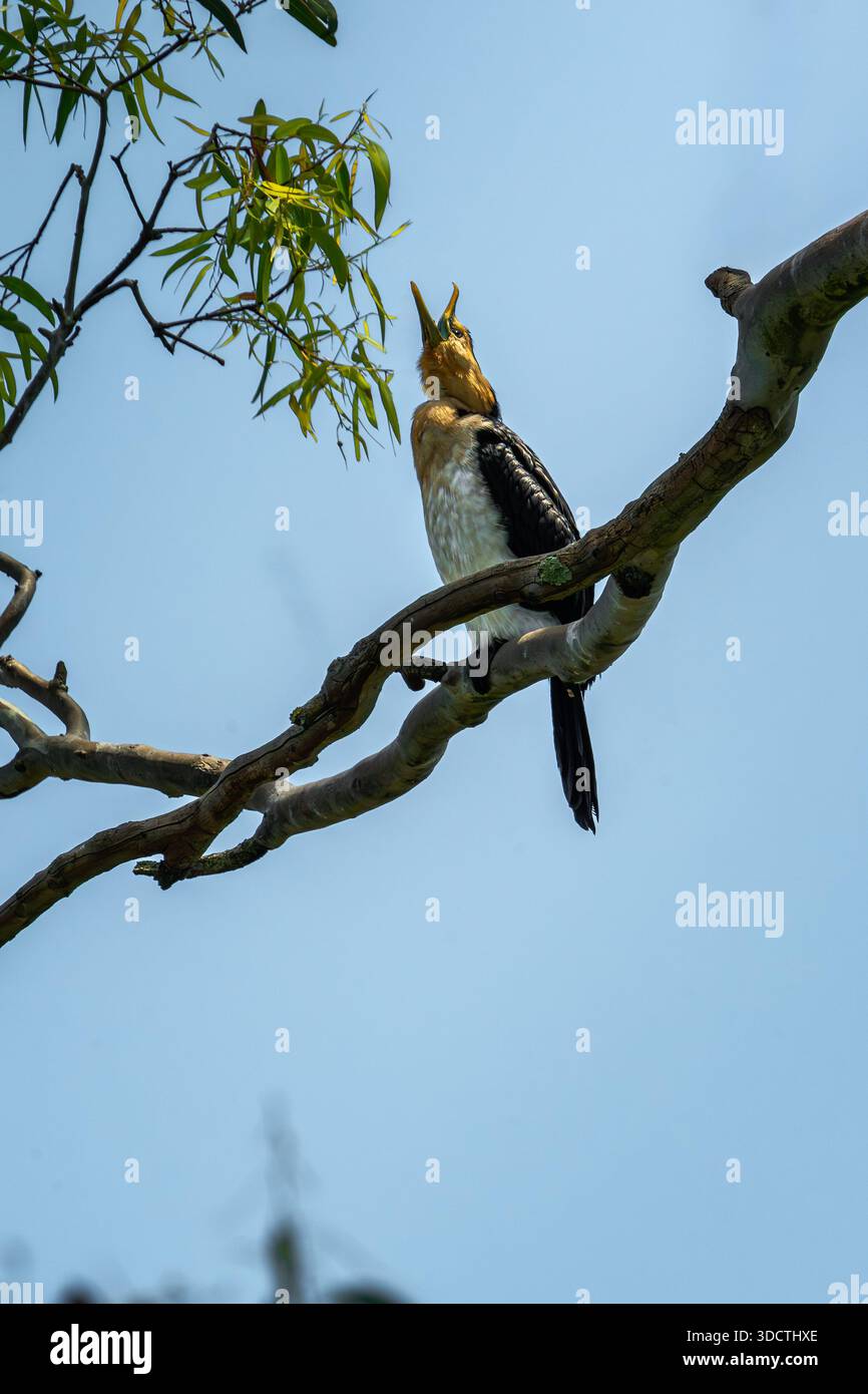 Petit pied cormoran appelant alors qu'il était perché dans un arbre. Banque D'Images