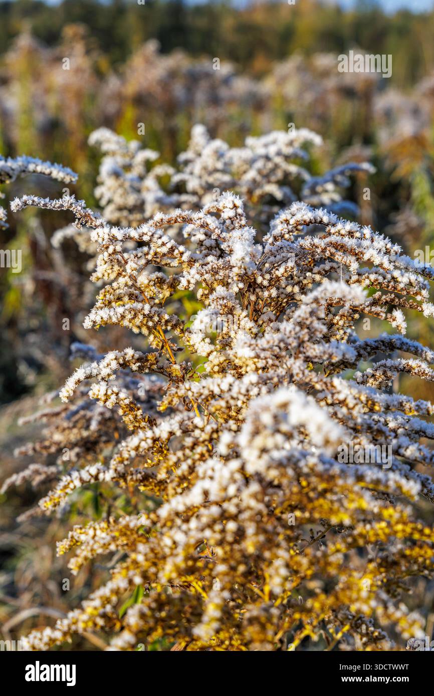 Vue détaillée des fleurs sauvages d'automne recouvertes de délicats cristaux de gel blanc par un matin froid et lumineux. Banque D'Images