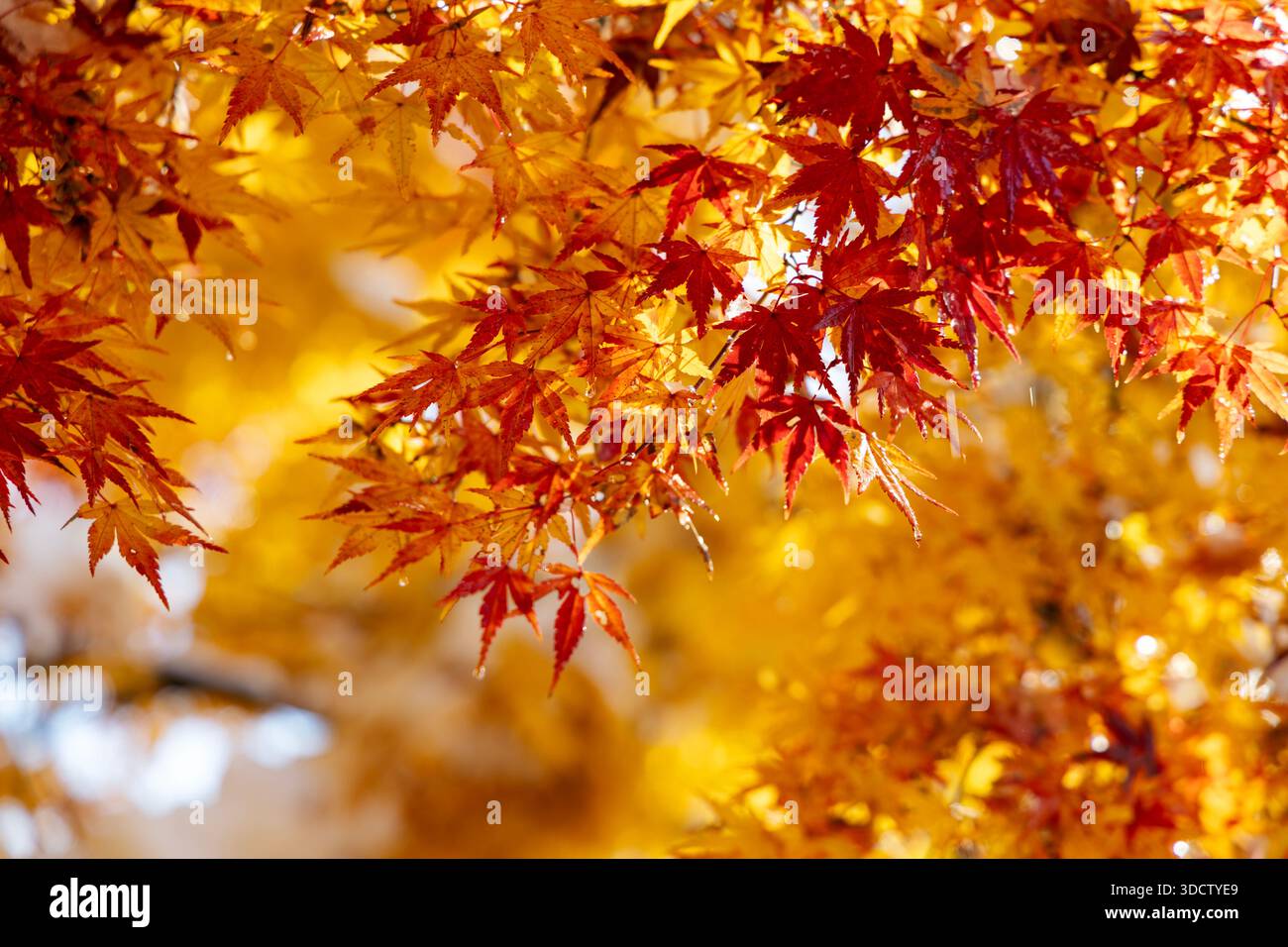 Érable japonais virant rouge et orange en automne le long du sentier de randonnée à Jigokudani Yaen-Koen, Shibu Onsen, Yudanaka, Nagano, Japon Banque D'Images