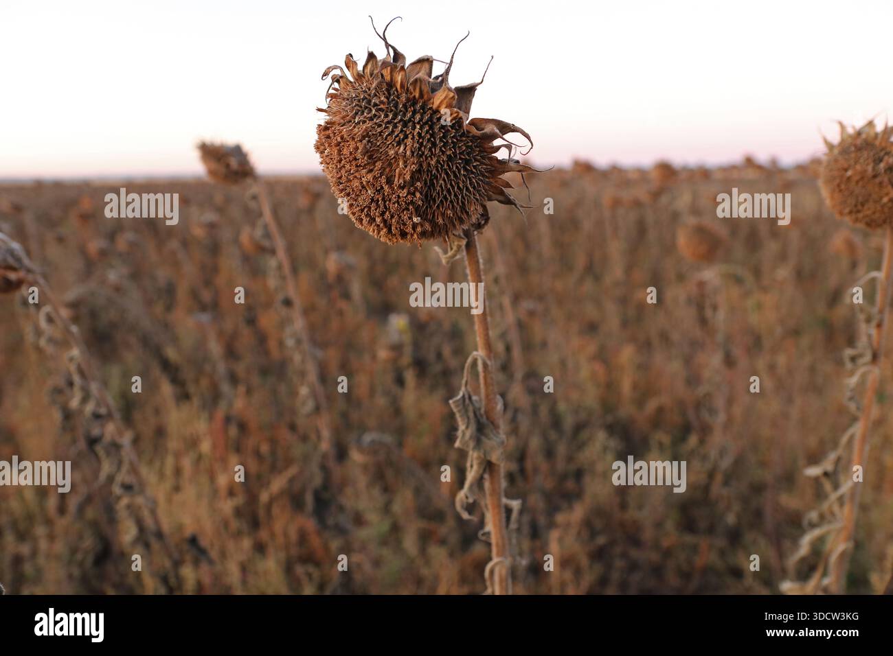 Mauvaise récolte de tournesol. Été sec en Ukraine. Banque D'Images