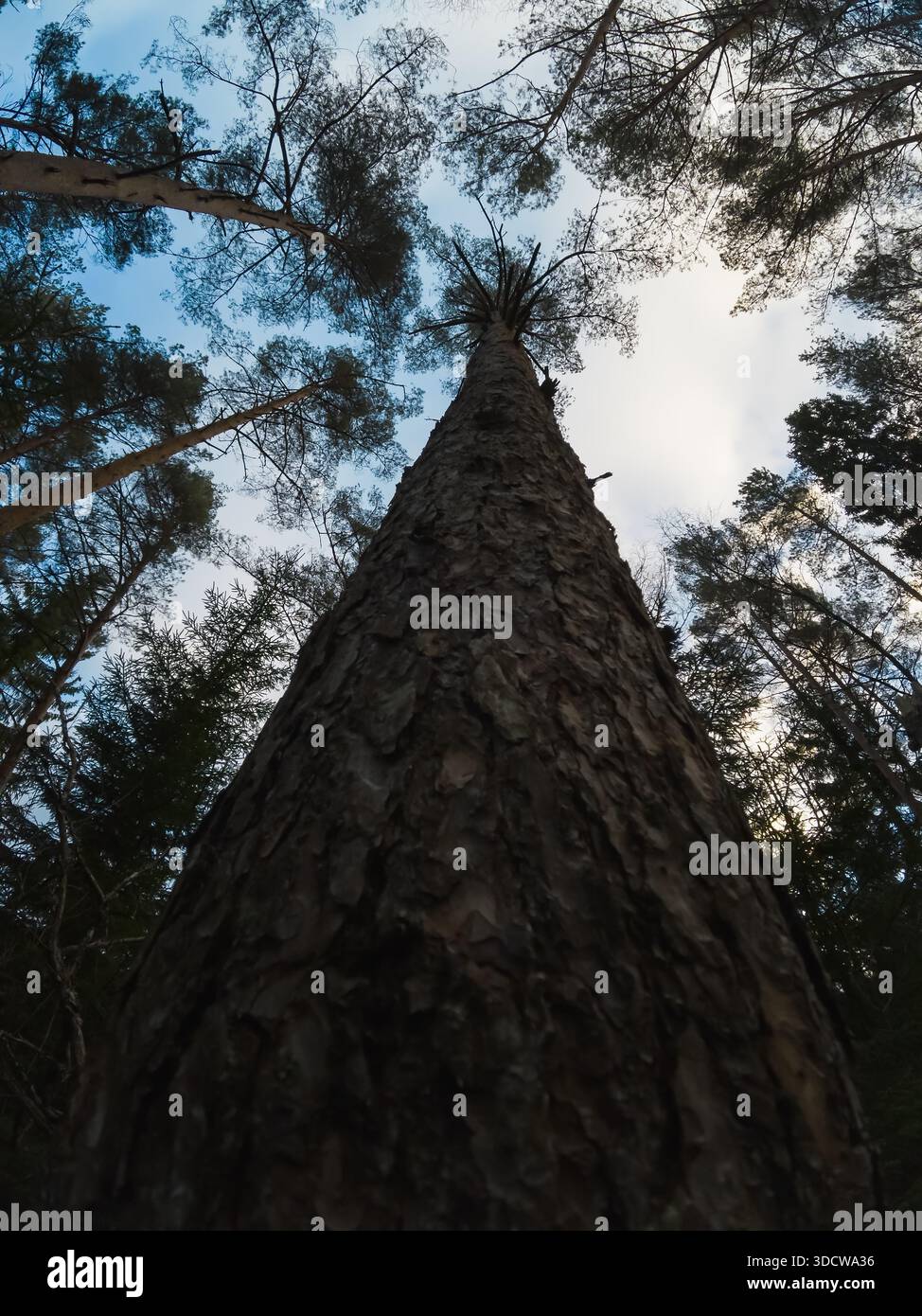 Vue en bas angle d'un majestueux tronc de pin s'étendant vers le ciel dans une forêt estonienne sereine pendant la journée. Banque D'Images