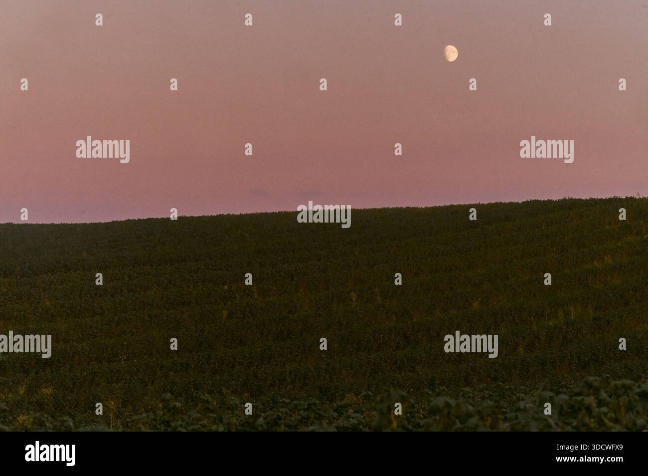 Un paysage serein avec un vaste champ sombre sous un ciel rose doux au crépuscule, avec la lune se levant doucement au-dessus de l'horizon. L'atmosphère paisible Evo Banque D'Images