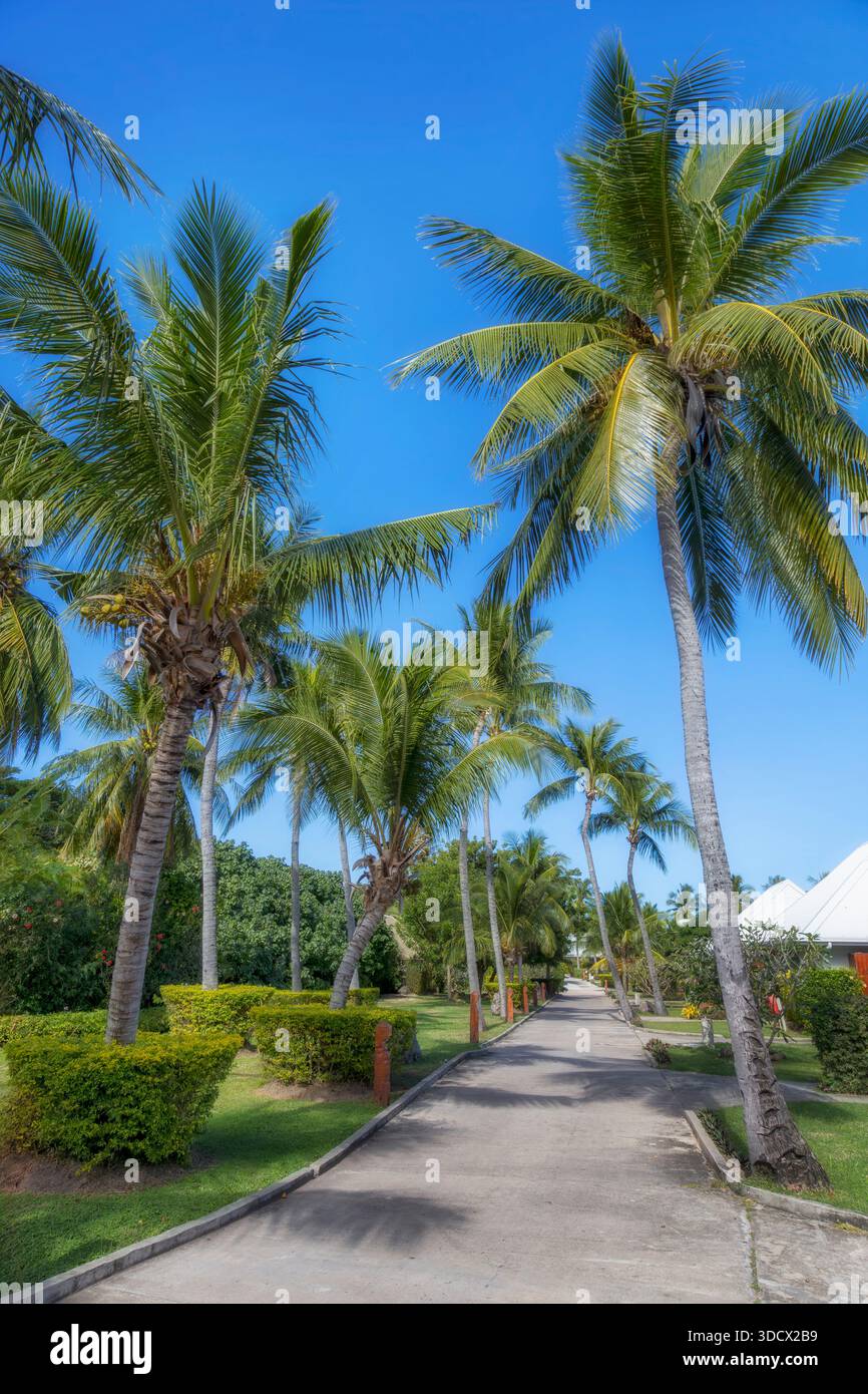 Fiji Resort Alley cocotiers hauts verticaux aux aux îles du pacifique récifs coralliens station touristique dans un climat tropical. Banque D'Images