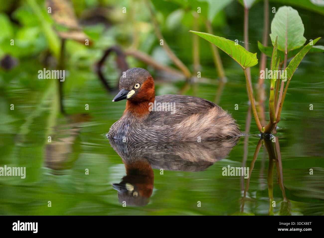 Petit Grebe - Tachybaptus ruficollis, petit bel oiseau d'eau douce originaire des eaux douces d'Europe et d'Asie, Vietnam. Banque D'Images